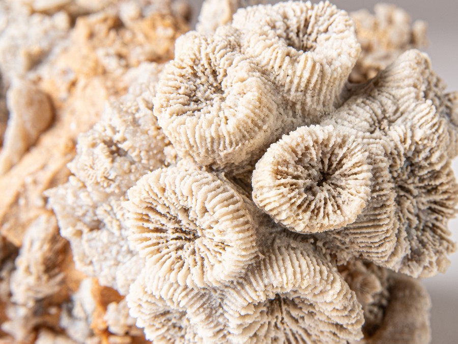 Astkoralle - Thecosmilia