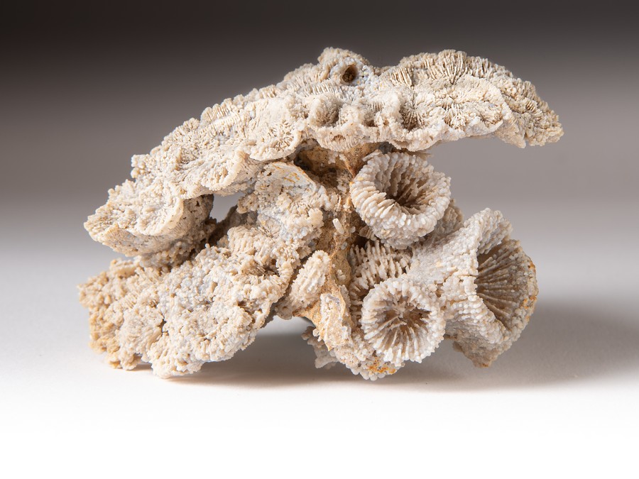 M�anderkoralle, Astkoralle