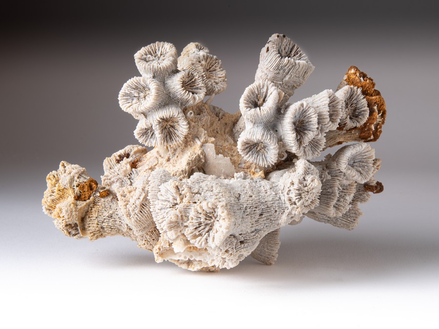 Astkoralle - Thecosmilia