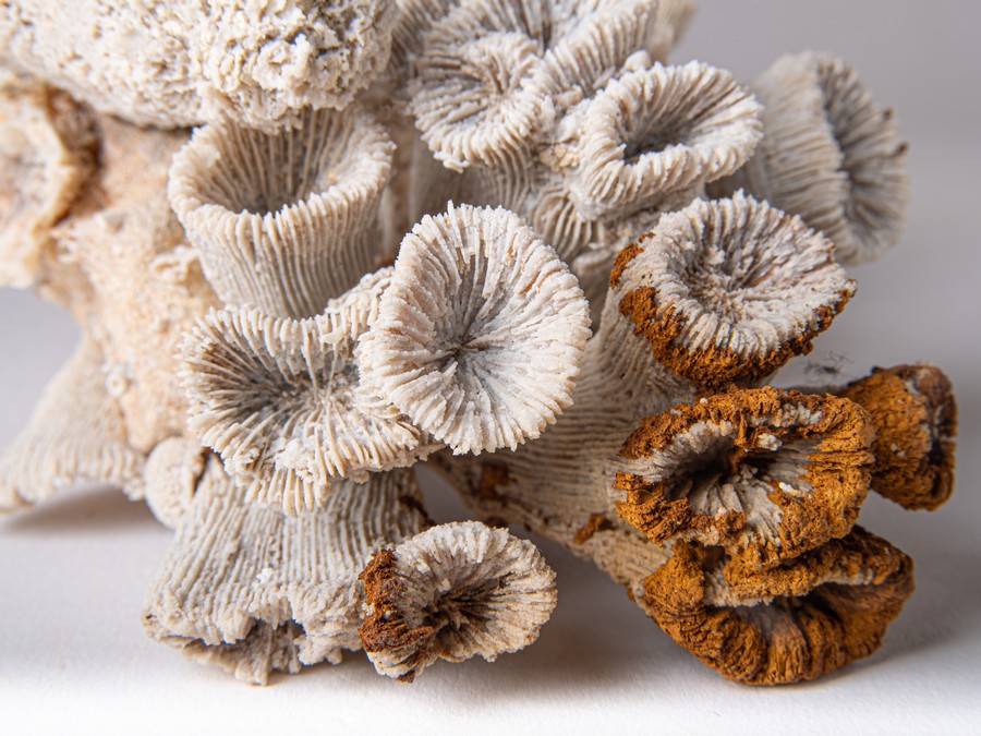 Astkoralle - Thecosmilia