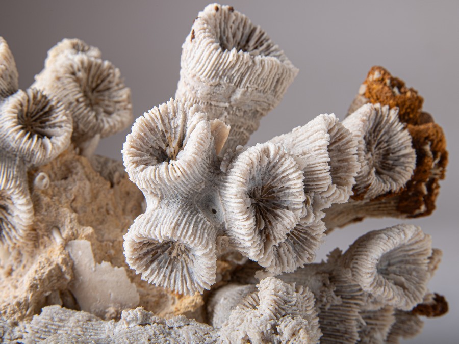 Astkoralle - Thecosmilia