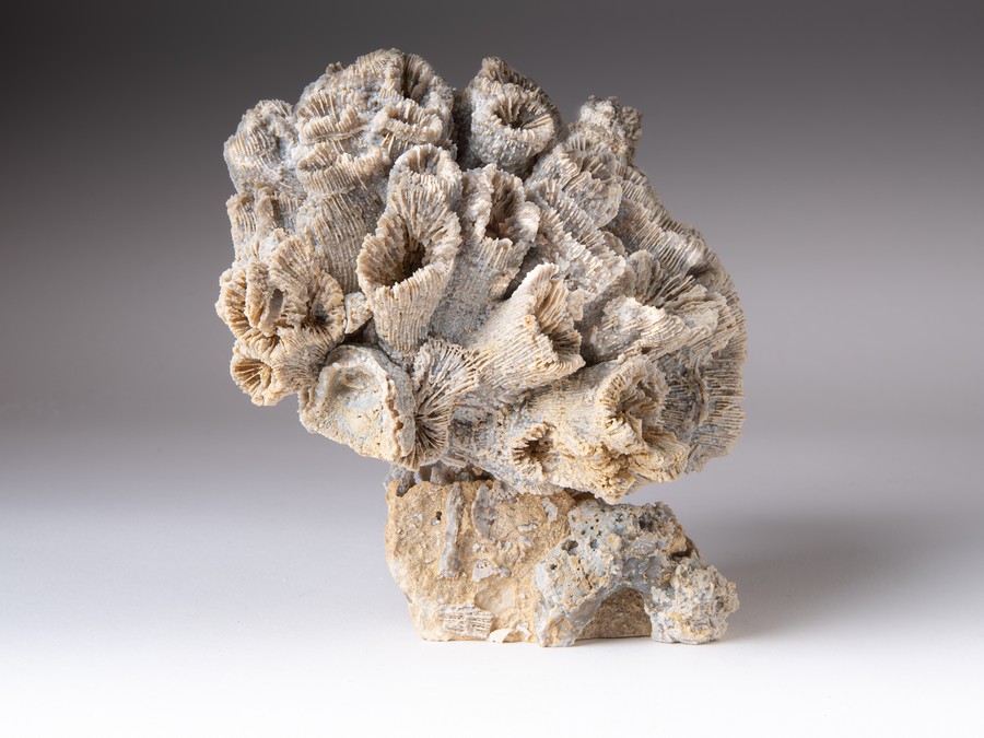 Astkoralle - Thecosmilia