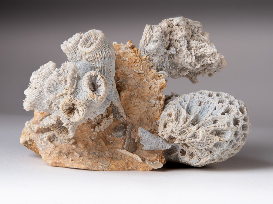 Astkoralle, Sternkoralle