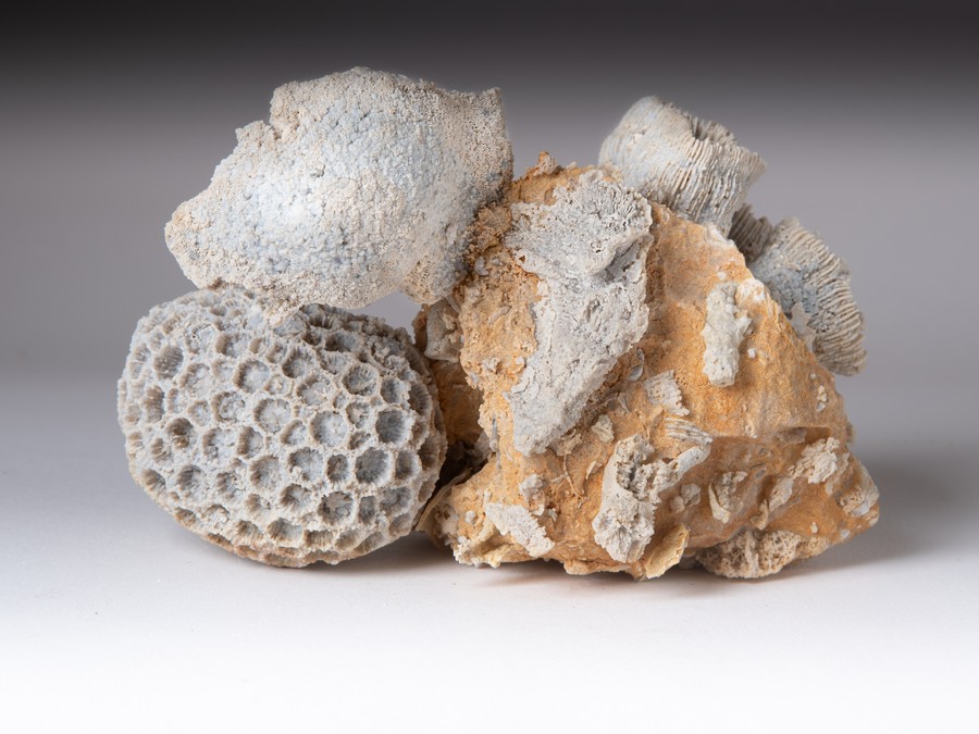 Astkoralle, Sternkoralle