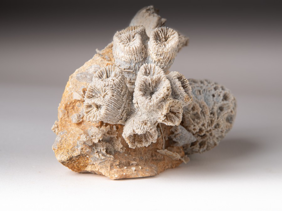 Astkoralle, Sternkoralle