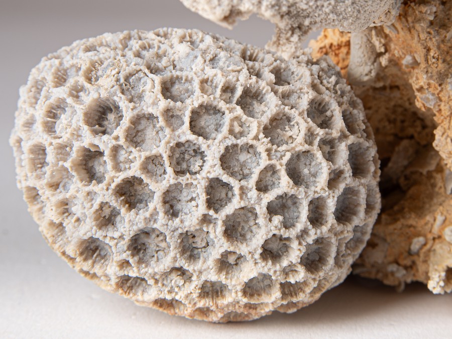 Astkoralle, Sternkoralle