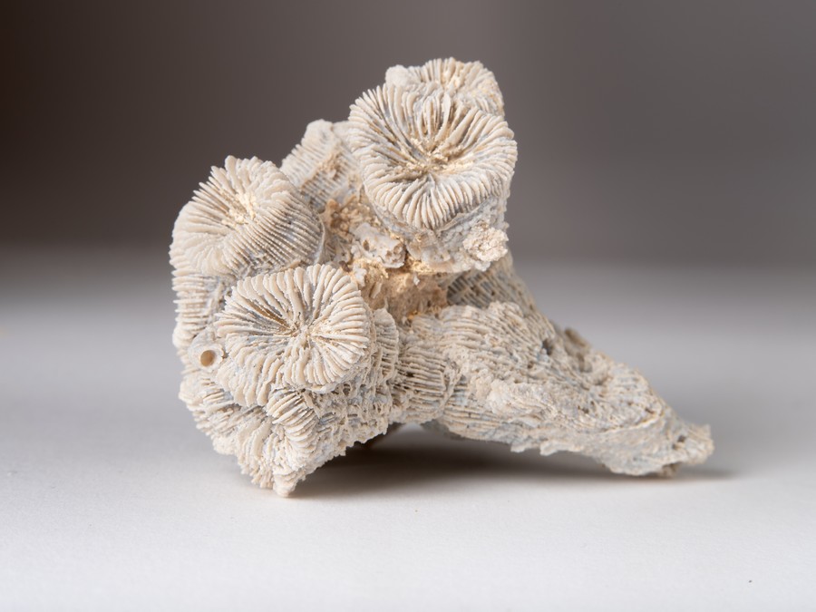 Astkoralle - Thecosmilia