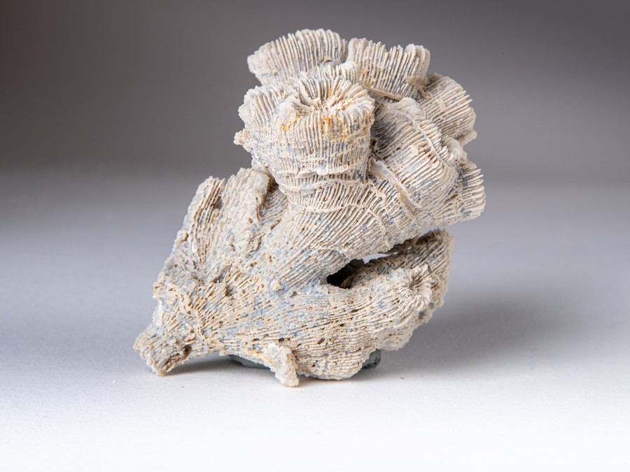 Astkoralle - Thecosmilia