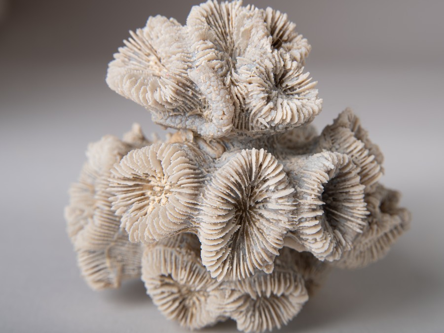 Astkoralle - Thecosmilia