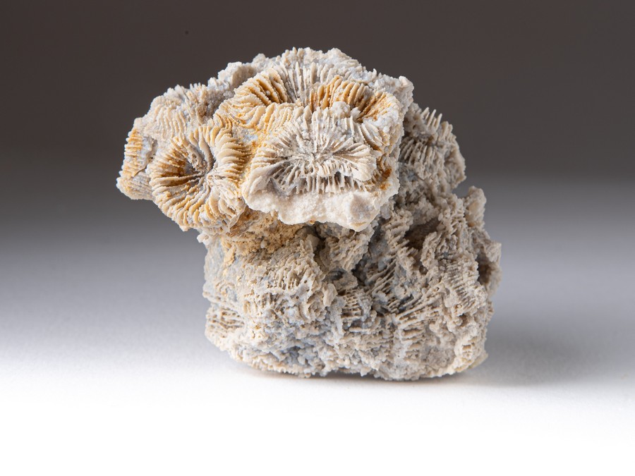 Astkoralle - Thecosmilia