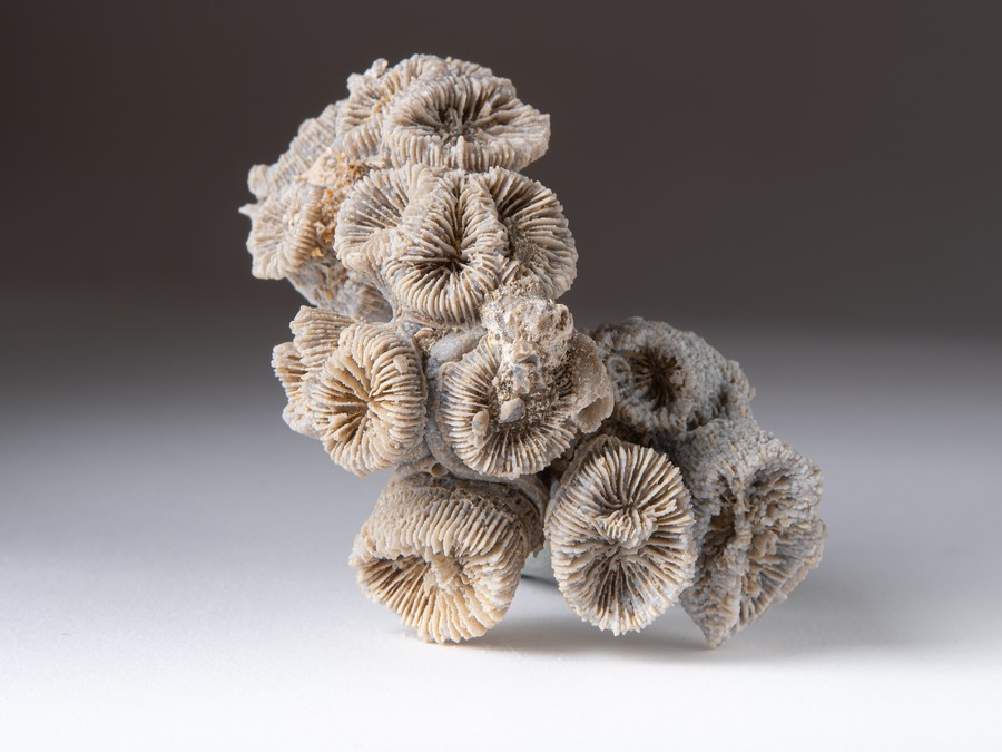 Astkoralle - Thecosmilia