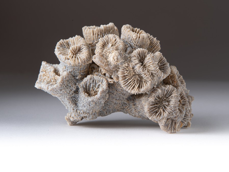 Astkoralle - Thecosmilia