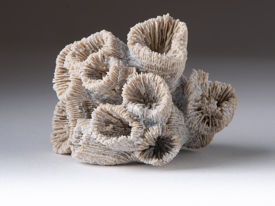 Astkoralle - Thecosmilia