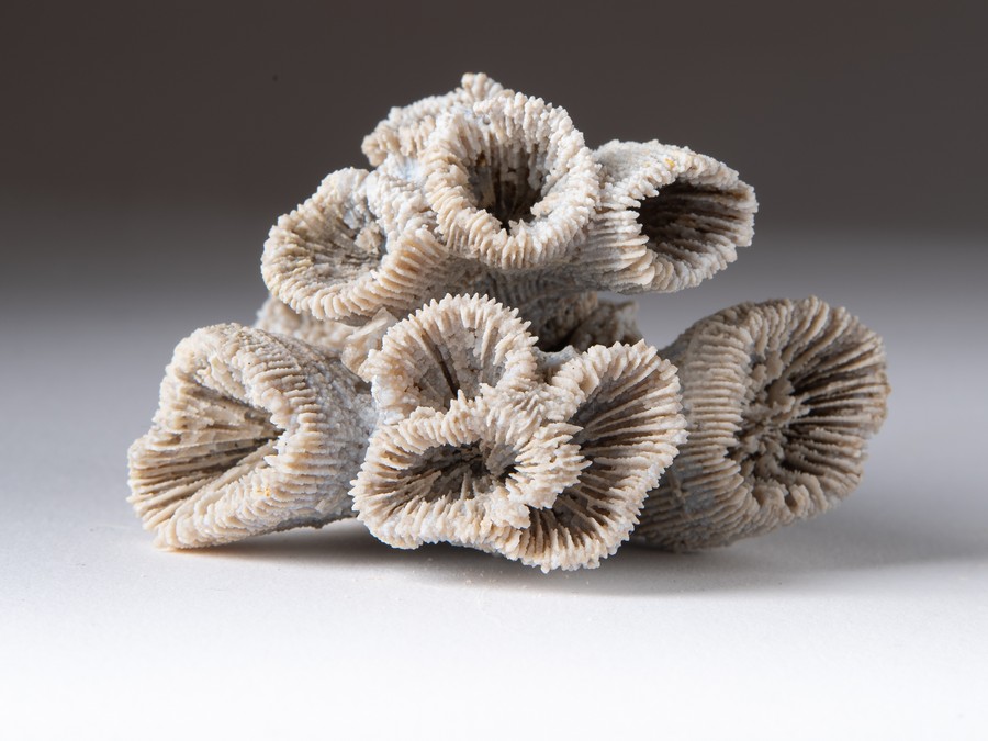 Astkoralle - Thecosmilia