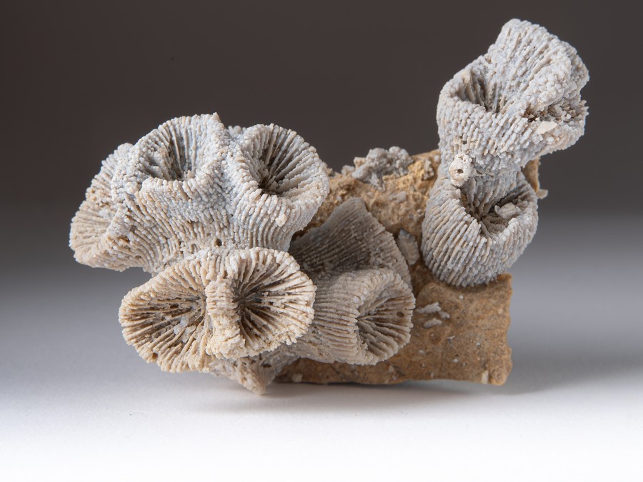 Astkoralle - Thecosmilia