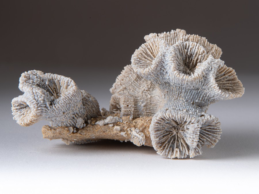 Astkoralle - Thecosmilia