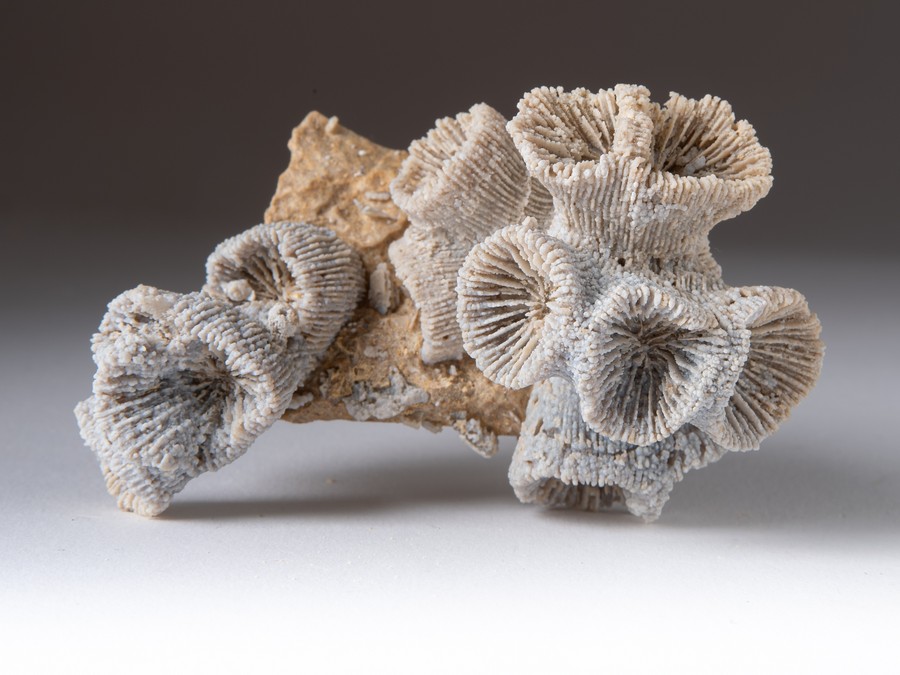 Astkoralle - Thecosmilia