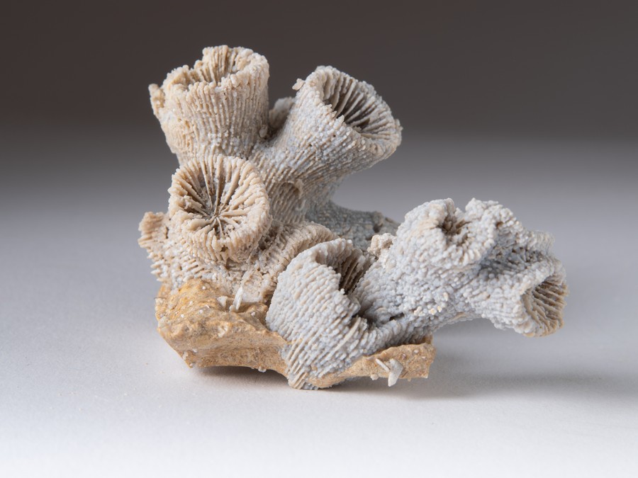 Astkoralle - Thecosmilia