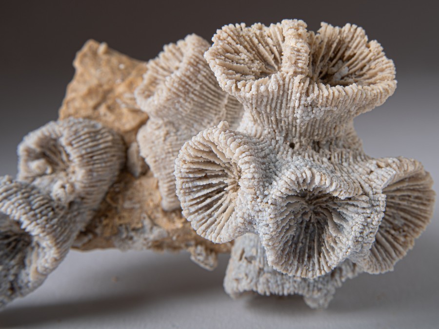 Astkoralle - Thecosmilia