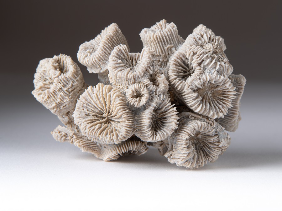 Astkoralle - Thecosmilia