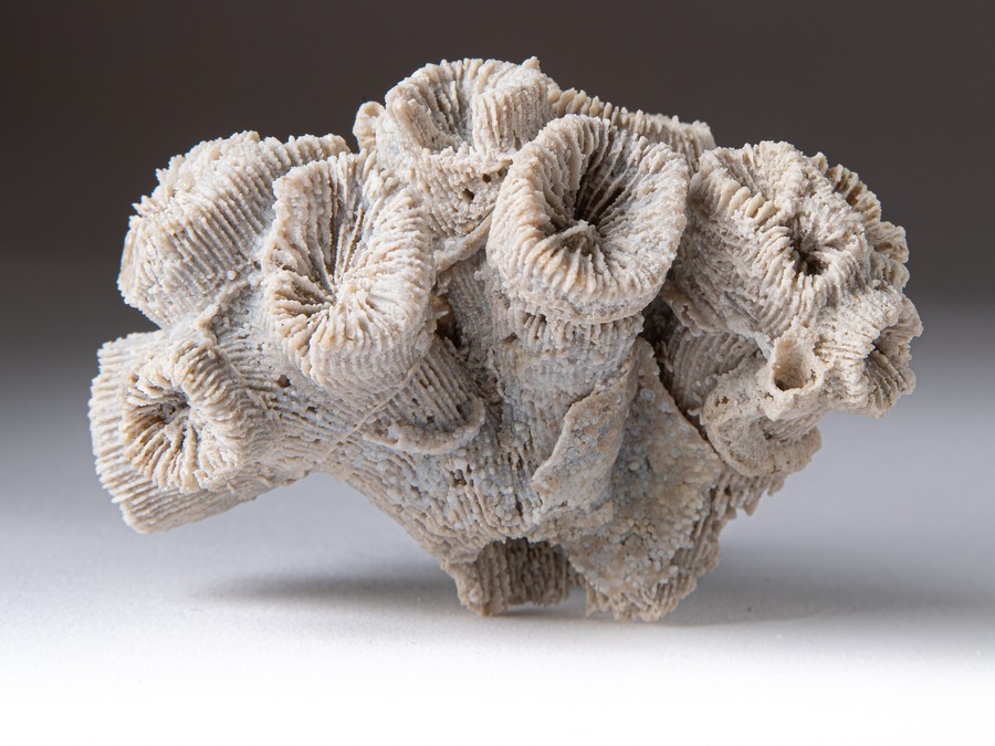 Astkoralle - Thecosmilia