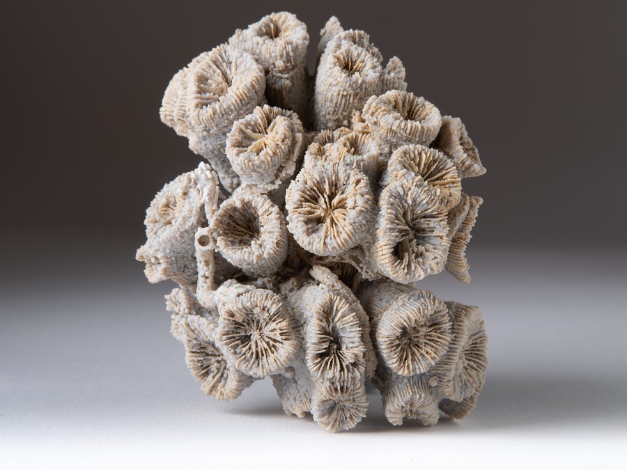 Astkoralle - Thecosmilia