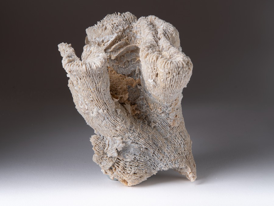 Einzelkoralle - Latiphyllia