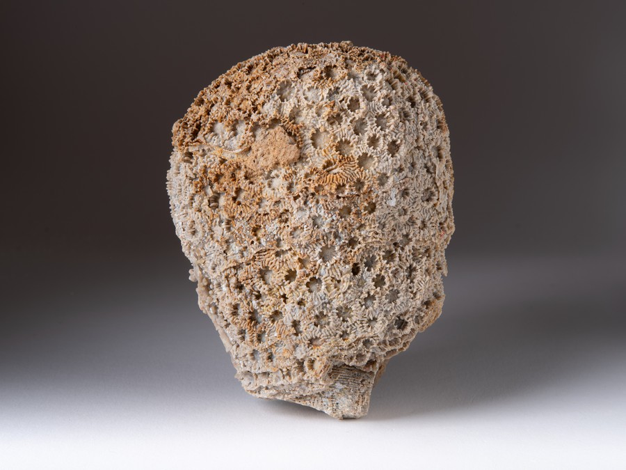 Sternkoralle - Cyathophora