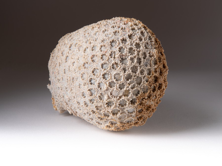 Sternkoralle - Cyathophora