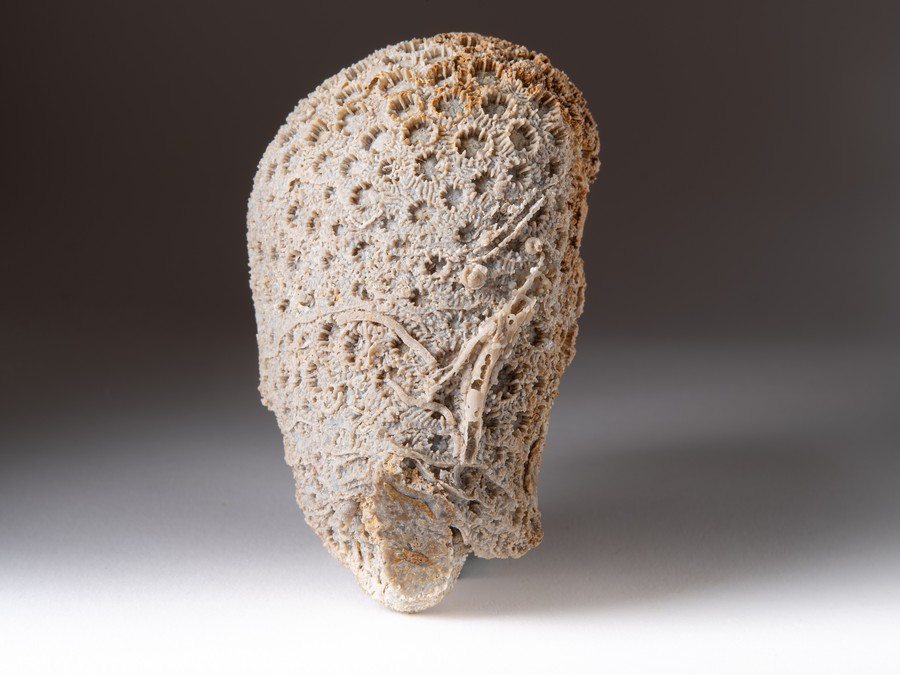 Sternkoralle - Cyathophora