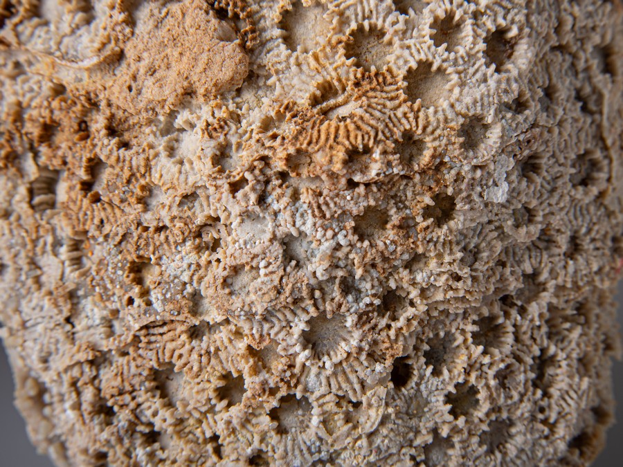 Sternkoralle - Cyathophora