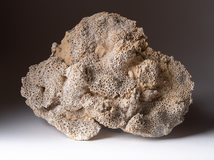 Sternkoralle - Stylina