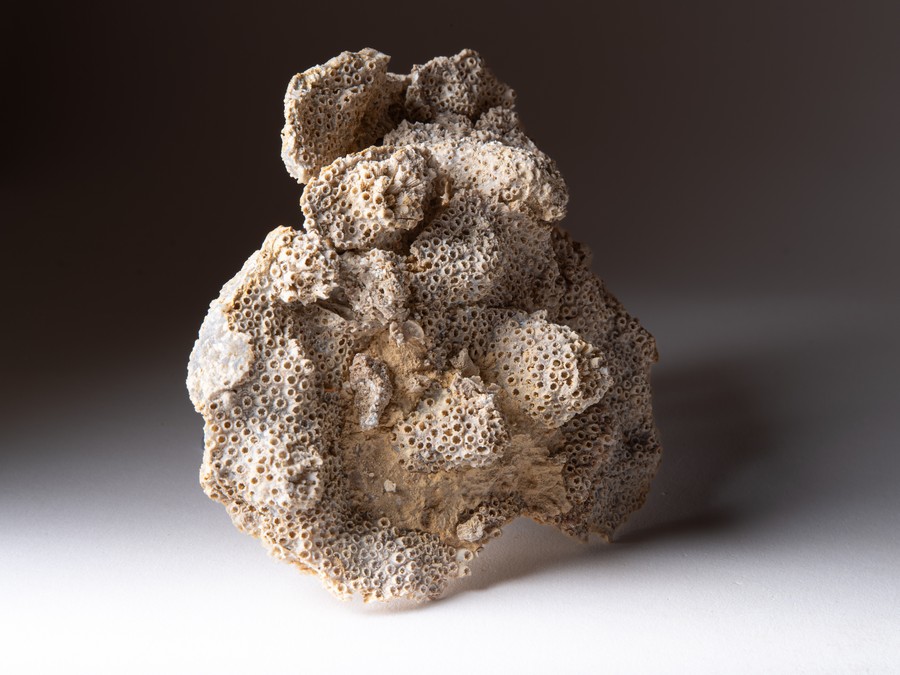 Sternkoralle - Stylina