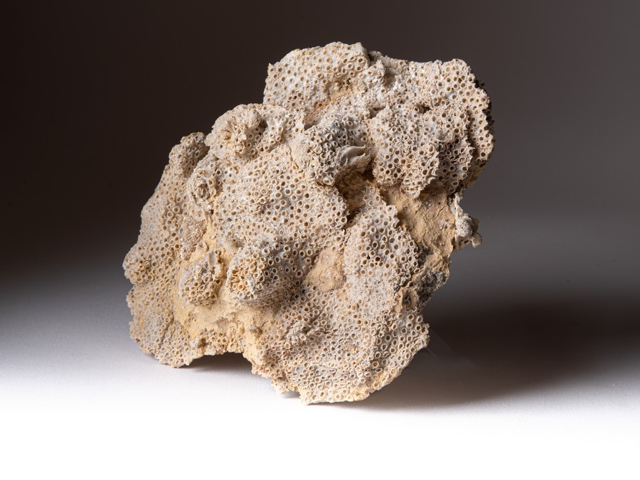 Sternkoralle - Stylina