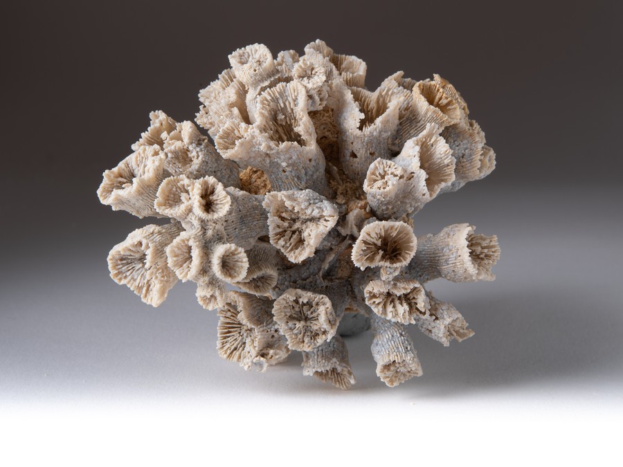 Astkoralle - Dermosmilia