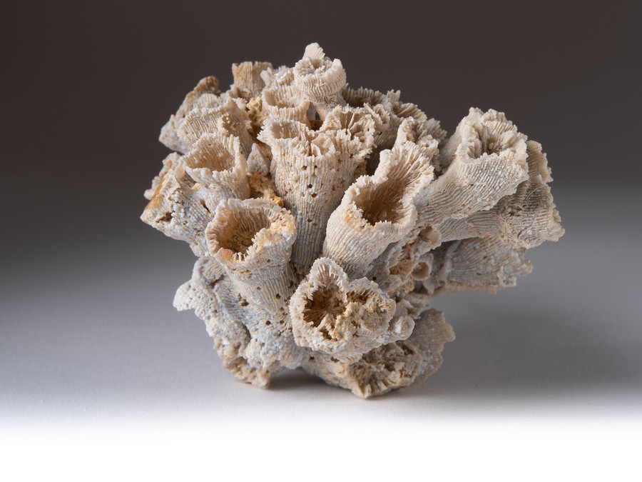 Astkoralle - Dermosmilia