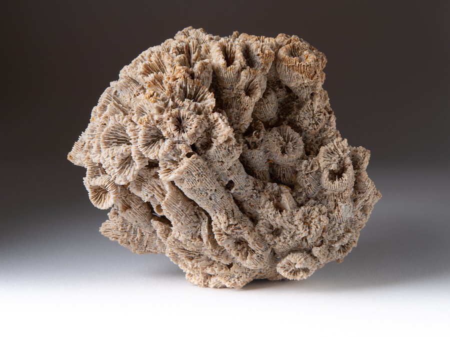 Astkoralle - T. irregularis