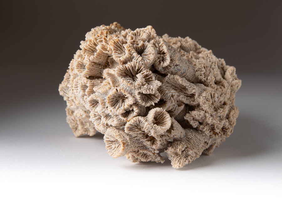 Astkoralle - T. irregularis