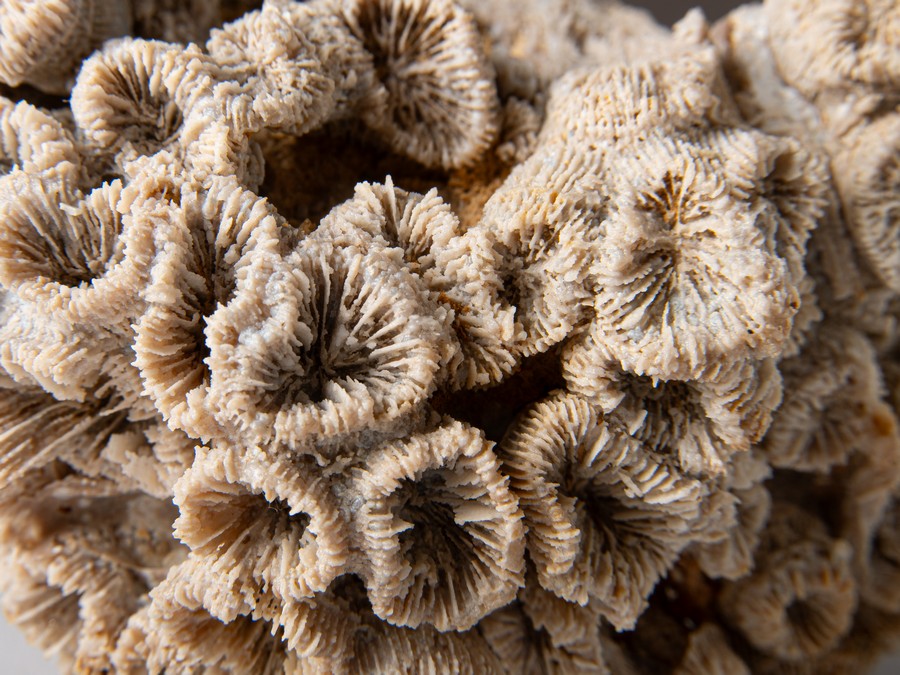 Astkoralle - T. irregularis