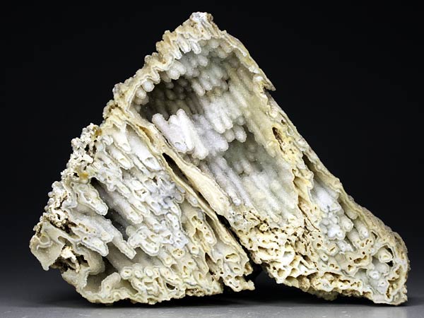 Chalcedonkoralle aus Florida