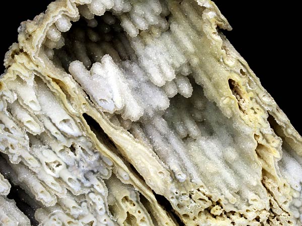 Chalcedonkoralle aus Florida
