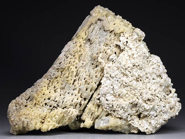 Chalcedonkoralle aus Florida