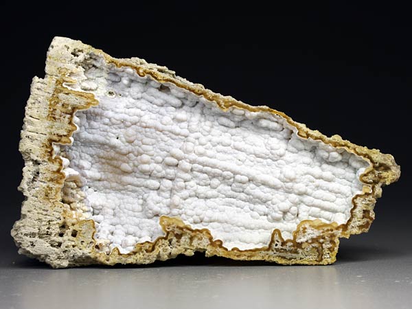 Chalcedonkoralle aus Florida