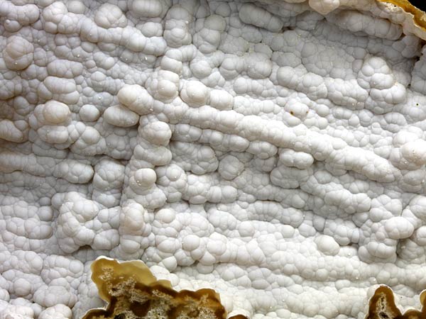 Chalcedonkoralle aus Florida