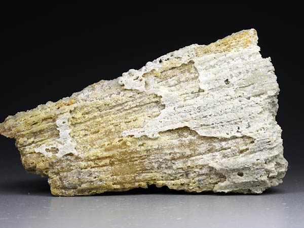 Chalcedonkoralle aus Florida