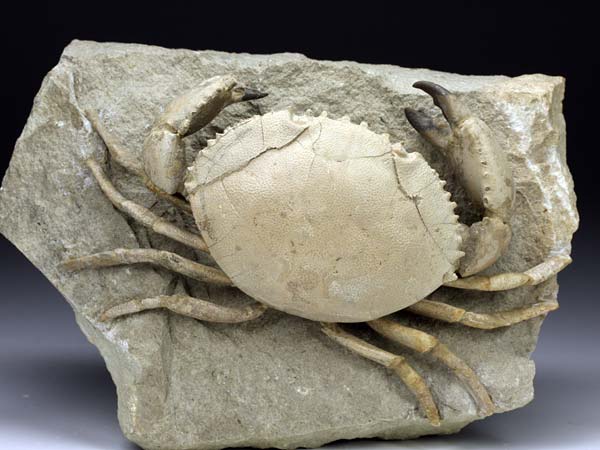 freiprparierte Krabbe aus Italien