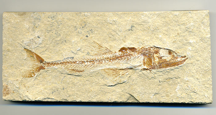Fisch aus der Unterkreide des Libanon