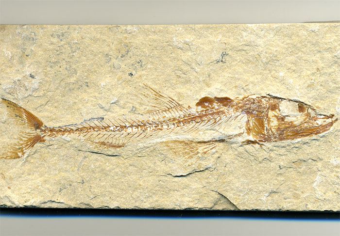 Fisch aus der Unterkreide des Libanon