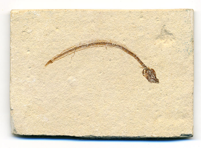 Fisch aus der Unterkreide des Libanon