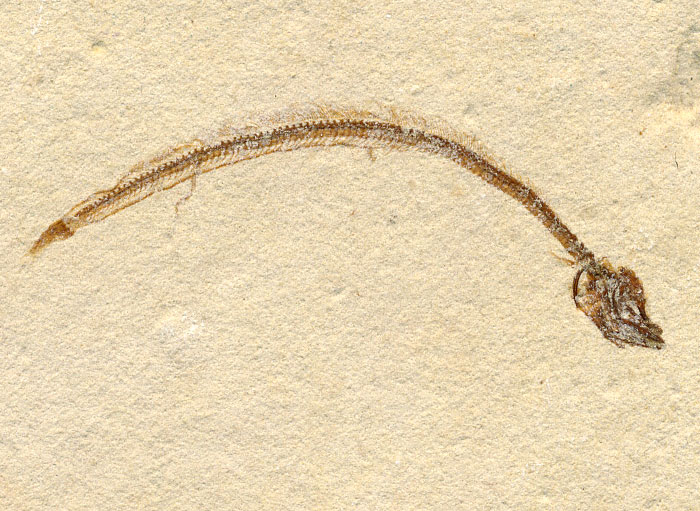 Fisch aus der Unterkreide des Libanon